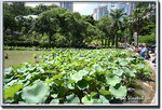 05hkparklotus11