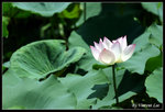 green02