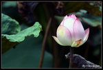 green06