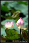 green08