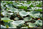 green09