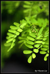 pfl02