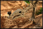 dinosaur02