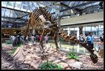 dinosaur03