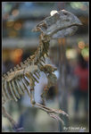 dinosaur06