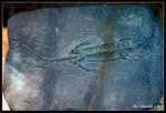 dinosaur08