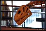dinosaur11