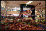 dinosaur13