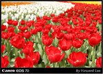 flower1211