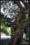 hku01