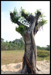 namsangwai05
