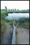 namsangwai16