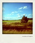 DSC_0986_2-pola copy