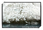 CRW_2693fs