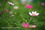 _MG_5779fs