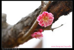 _MG_4658fss