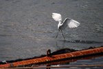 bird03