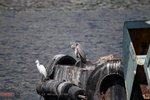 bird04
