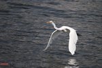 bird07
