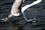 bird101