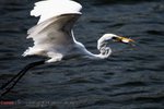 bird102