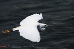 bird15