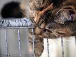CAT71708