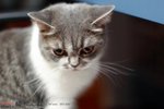 CATBIRTHDAY3301