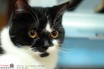 CATBIRTHDAY3309