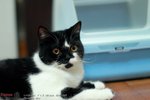 CATBIRTHDAY3310