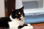 CATBIRTHDAY3311