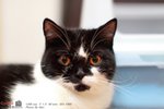 CATBIRTHDAY3315