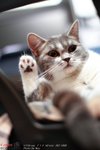 CATBIRTHDAY3318