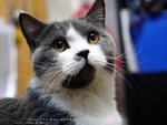 Cats110924_01