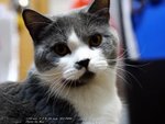 Cats110924_02