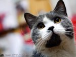 Cats110924_03