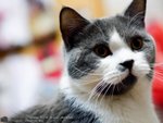 Cats110924_04