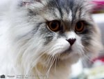 Cats110924_05