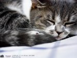 Cats110924_06