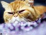 Cats110924_09