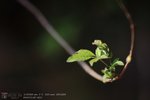 FYUNE_5DII_03