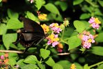 FYUNE_5DII_16