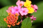 FYUNE_5DII_17