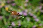 FYUNE_5DII_18