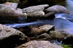 SLT2_F100_RDPIII24