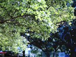 SYT3_645N_160NC03