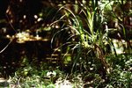 SYT3_EOS3_VIS20001