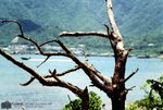 SYT3_EOS3_VIS20005