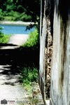 SYT3_EOS3_VIS20006