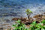SYT3_EOS3_VIS20007